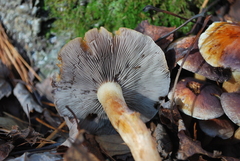 Hypholoma lateritium