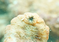 Stichopus