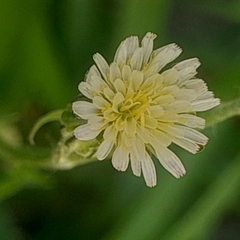 Hypochaeris
