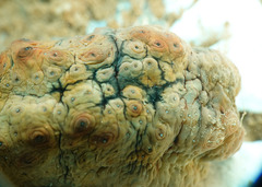 Stichopus