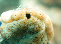 Stichopus