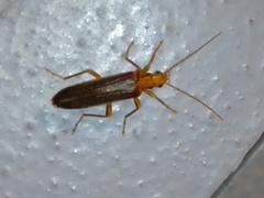 Nacerdes carniolica
