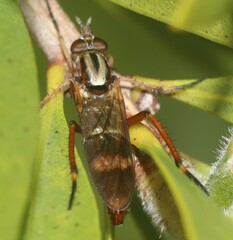 Therevidae