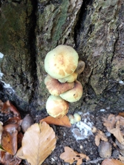 Hypholoma