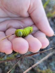 Sphinx gordius