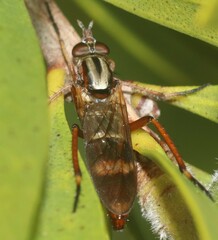 Therevidae