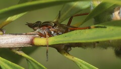 Therevidae