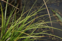 Carex appropinquata