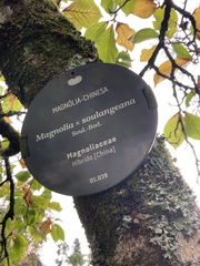 Magnolia × soulangeana