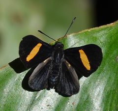 Isapis agyrtus