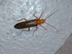 Nacerdes carniolica
