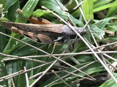 Catantops melanostictus