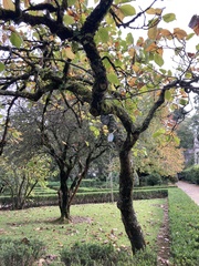 Magnolia × soulangeana