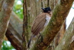 Pycnonotus barbatus layardi