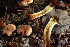 Hypholoma lateritium