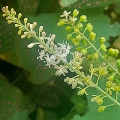 Rivina humilis