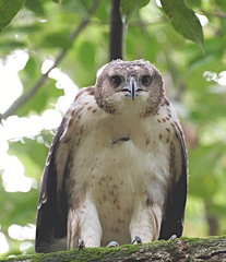 Nisaetus cirrhatus limnaeetus