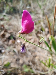 Galactia peduncularis