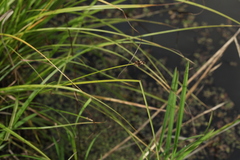 Carex appropinquata