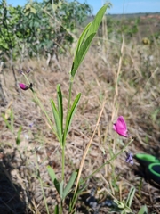 Galactia peduncularis