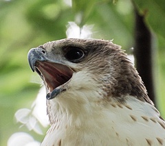 Nisaetus cirrhatus limnaeetus