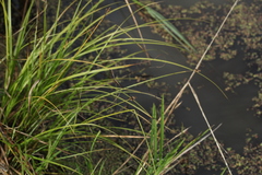 Carex appropinquata