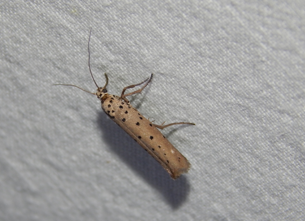 Yponomeuta griseomacula