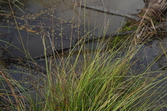 Carex appropinquata