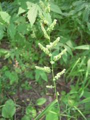 Beckmannia syzigachne