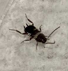 Periplaneta fuliginosa