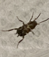 Periplaneta fuliginosa