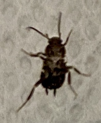 Periplaneta fuliginosa
