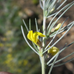 Aspalathus florifera