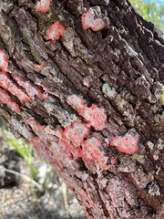 Herpothallon rubrocinctum