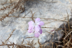 Dianthus strictus