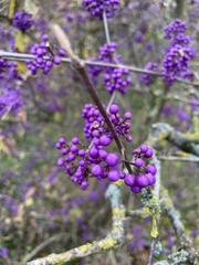 Callicarpa