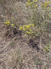 Berkheya pinnatifida stobaeoides