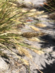 Geochloa