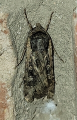 Euxoa auxiliaris