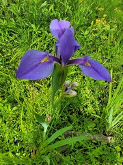 Iris giganticaerulea