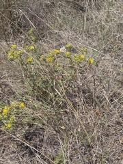 Berkheya pinnatifida stobaeoides