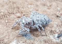 Tusitala