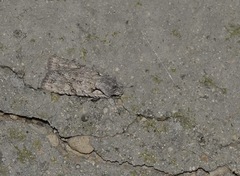 Lithophane ornitopus