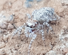 Tusitala