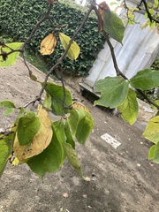 Magnolia × soulangeana