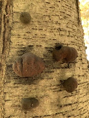 Hypoxylaceae
