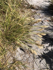 Geochloa
