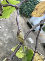 Magnolia × soulangeana