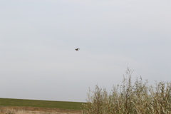 Lymnocryptes minimus