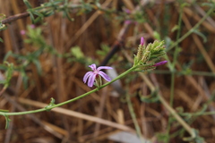 Plumbago europaea